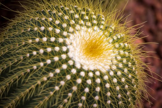 cactaceae have a lot of spike