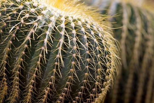 cactaceae have a lot of spike