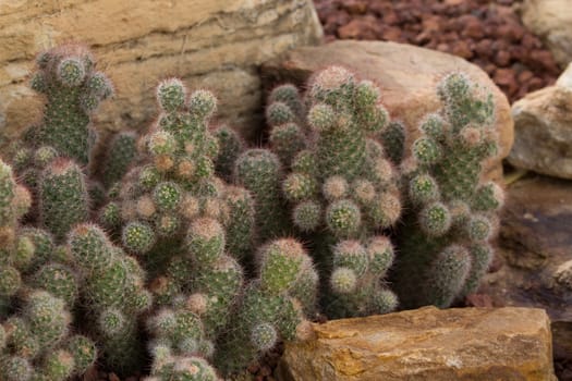 cactaceae have a lot of spike