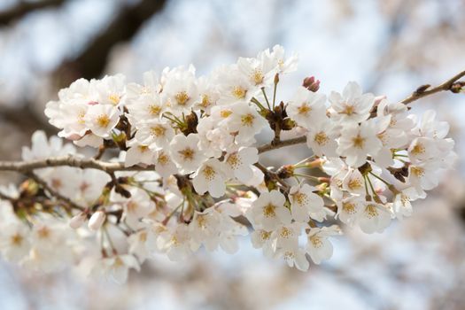 close up of sakura flower branch