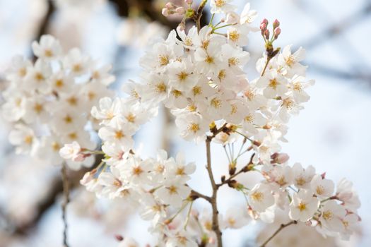 close up of sakura flower branch