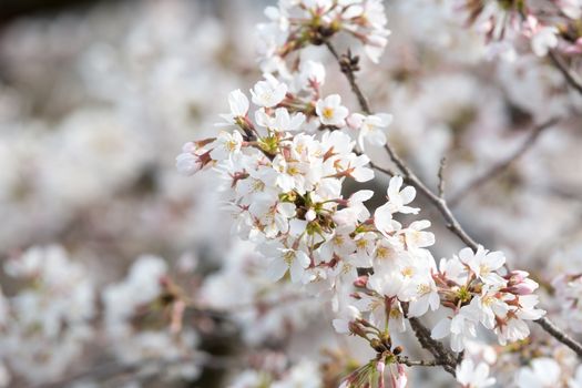 close up of sakura flower branch