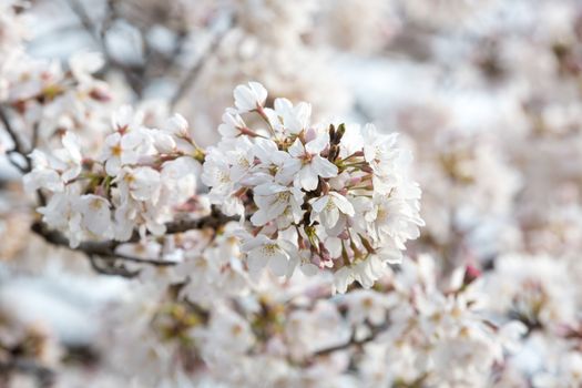 close up of sakura flower branch