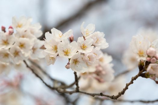 close up of sakura flower branch