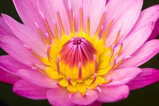 close up of pink lotus