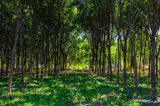 rubber tree farm in aisa