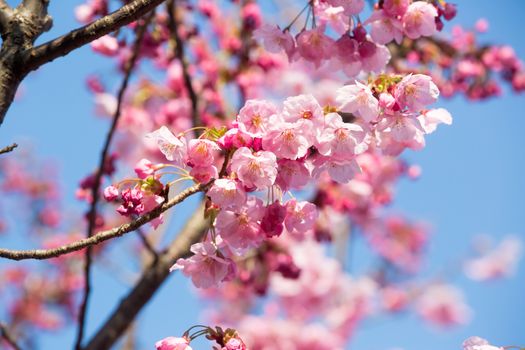 close up of pink sakura flower