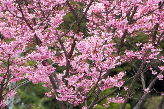 part of a pink sakura flower tree