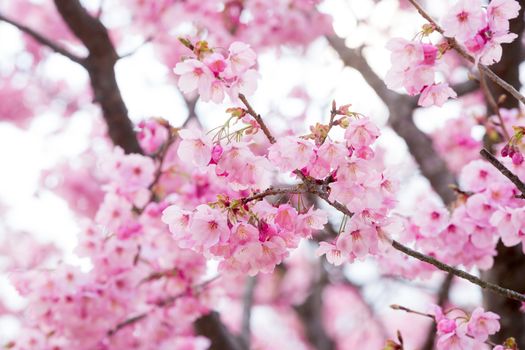 close up of pink sakura flower