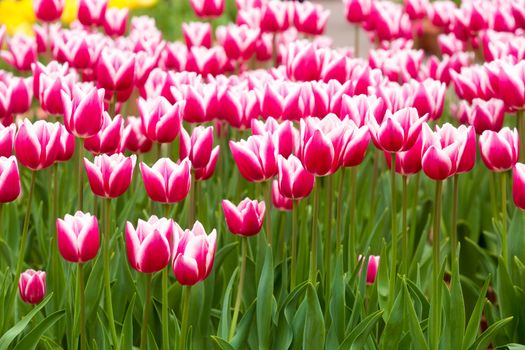 many strong stalk tulip in the garden