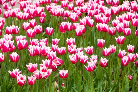 many strong stalk tulip in the garden