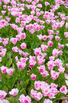 many strong stalk tulip in the garden