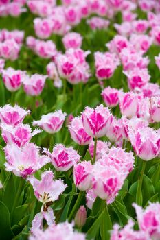 many strong stalk tulip in the garden