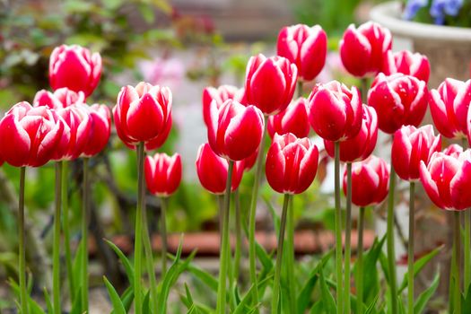 many strong stalk tulip in the garden