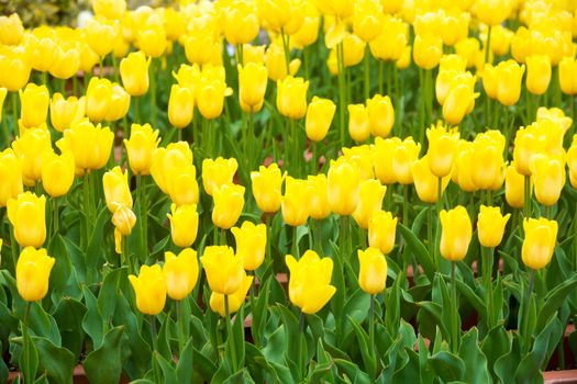 many strong stalk tulip in the garden