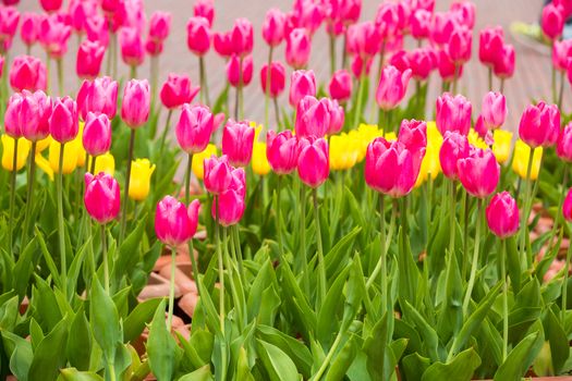 many strong stalk tulip in the garden