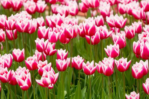 many strong stalk tulip in the garden