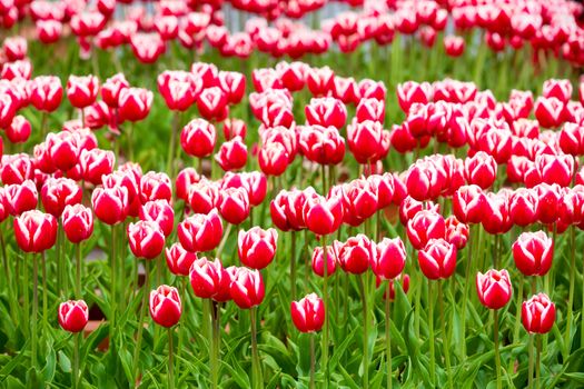 many strong stalk tulip in the garden