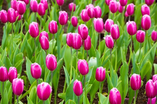 many strong stalk tulip in the garden