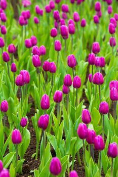 many strong stalk tulip in the garden