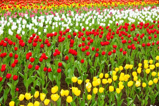 many strong stalk tulip in the garden