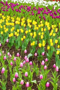 many strong stalk tulip in the garden