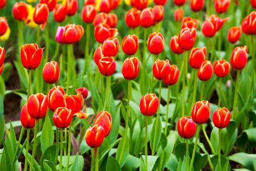 many strong stalk tulip in the garden