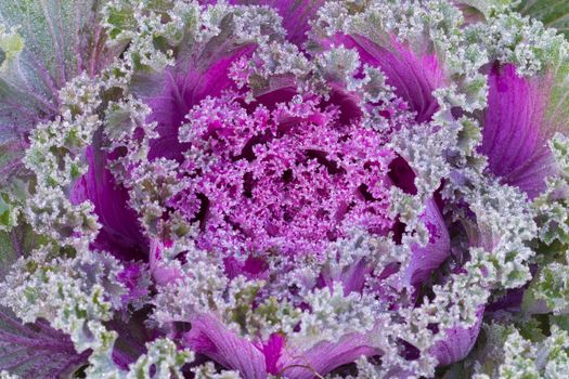 the frost flower of vegetables in the winter