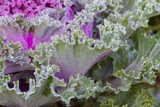 the frost flower of vegetables in the winter