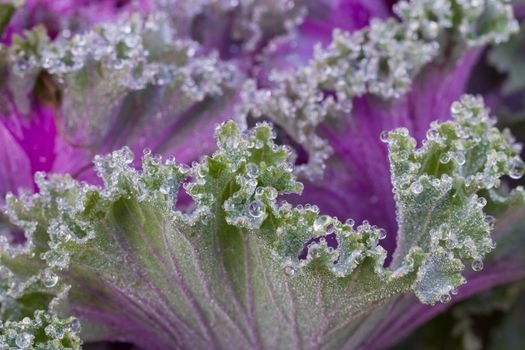 the frost flower of vegetables in the winter