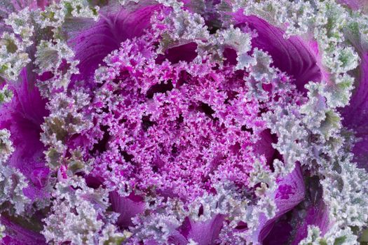 the frost flower of vegetables in the winter