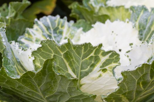 the frost flower of vegetables in the winter