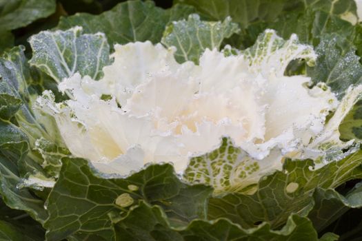 the frost flower of vegetables in the winter