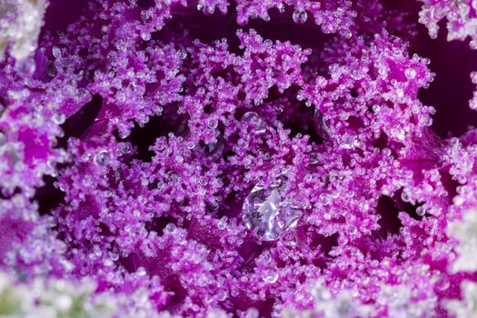 the frost flower of vegetables in the winter