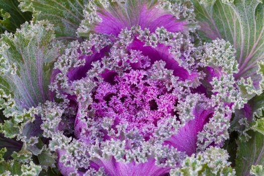 the frost flower of vegetables in the winter