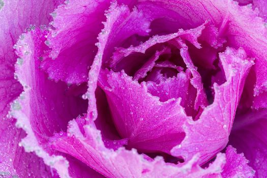 the frost flower of vegetables in the winter