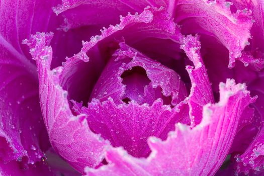 the frost flower of vegetables in the winter