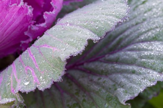 the frost flower of vegetables in the winter