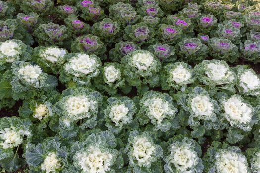 the frost flower of vegetables in the winter