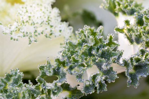 the frost flower of vegetables in the winter