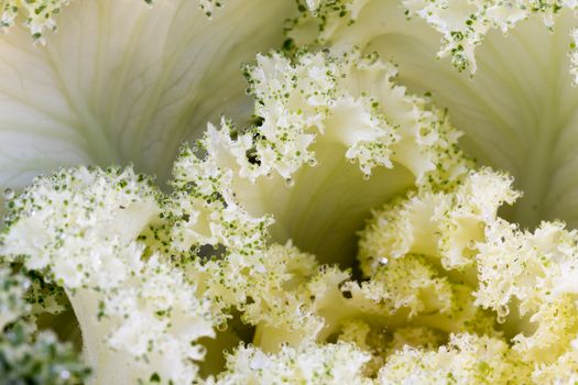 the frost flower of vegetables in the winter