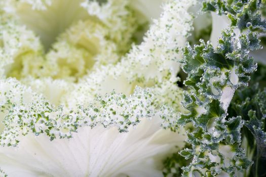 the frost flower of vegetables in the winter