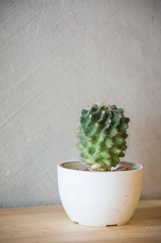cactus in vase and a room wall