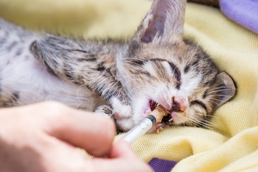 human enter a drug to a sick kitten