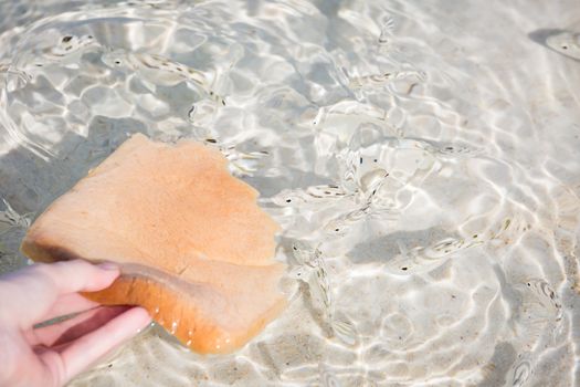 feeding fish in the sea with sliced bread