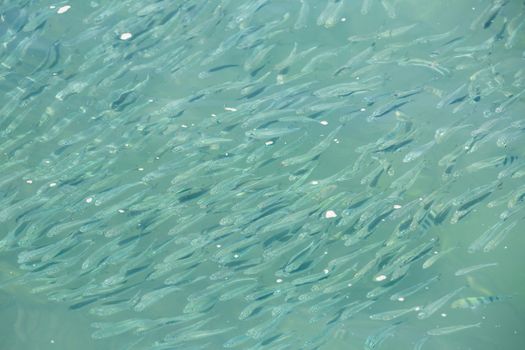 school of small fish on the water surface