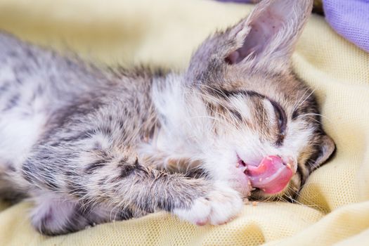 a sick kitten is eatting some food on its face