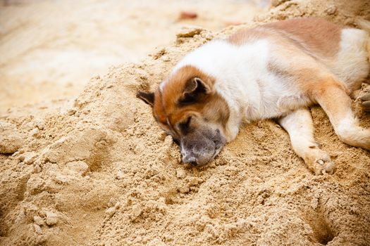 dog sleeping in the sand