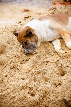 dog sleeping in the sand