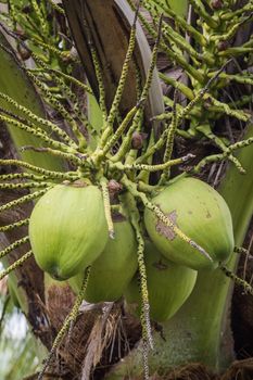 close up of coconut on the three